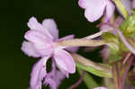 Small purple fringed orchid <BR>Lesser purple fringed orchid